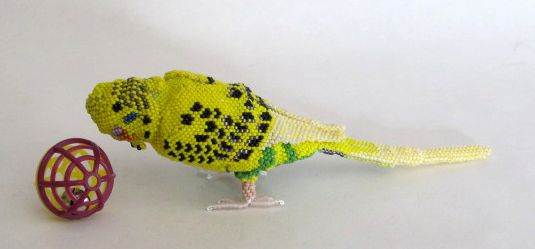 Yellow Parakeet Jesse6